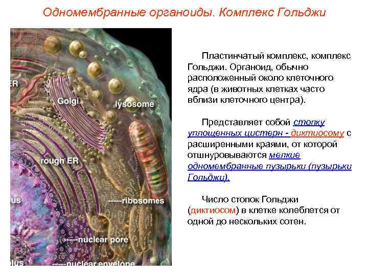 Одномембранные органоиды. Комплекс Гольджи      Пластинчатый комплекс, комплекс  