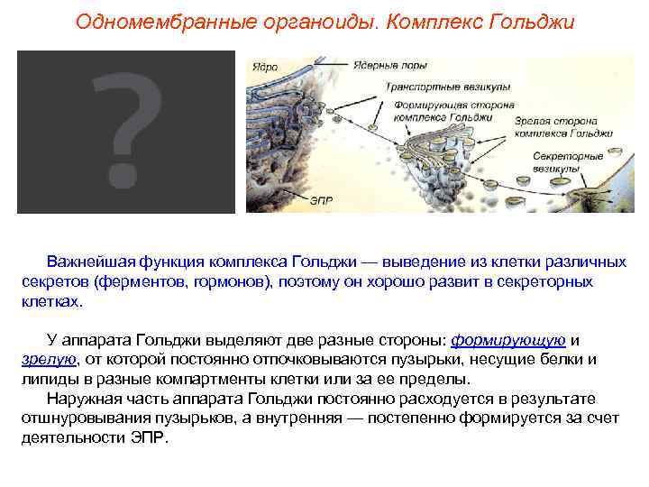  Одномембранные органоиды. Комплекс Гольджи  Важнейшая функция комплекса Гольджи — выведение из клетки