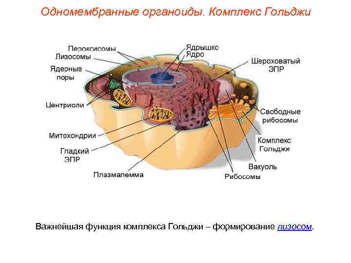  Одномембранные органоиды. Комплекс Гольджи Важнейшая функция комплекса Гольджи – формирование лизосом. 