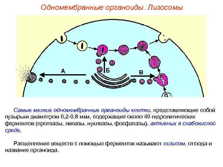   Одномембранные органоиды. Лизосомы  Самые мелкие одномембранные органоиды клетки, представляющие собой пузырьки