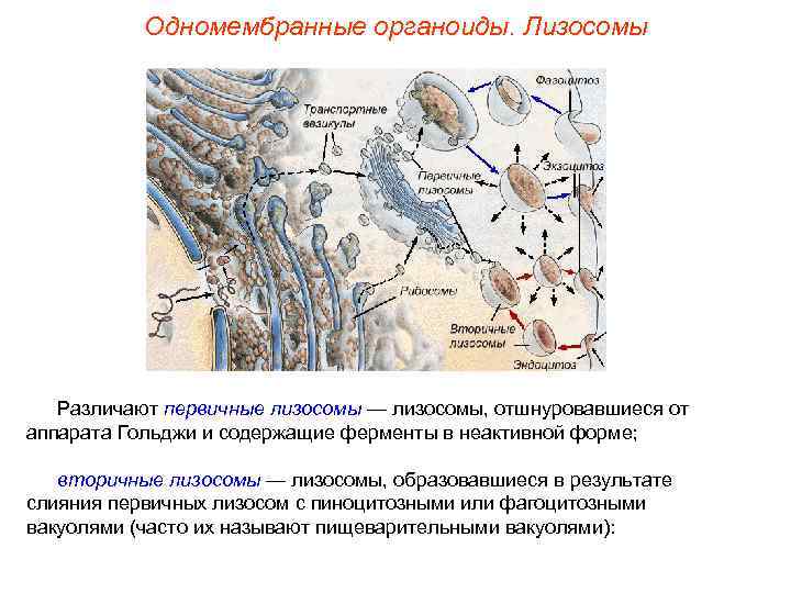   Одномембранные органоиды. Лизосомы  Различают первичные лизосомы — лизосомы, отшнуровавшиеся от аппарата