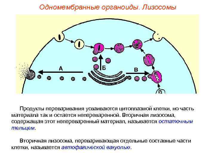    Одномембранные органоиды. Лизосомы  Продукты переваривания усваиваются цитоплазмой клетки, но часть