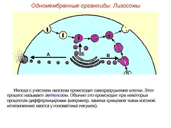    Одномембранные органоиды. Лизосомы  Иногда с участием лизосом происходит саморазрушение клетки.