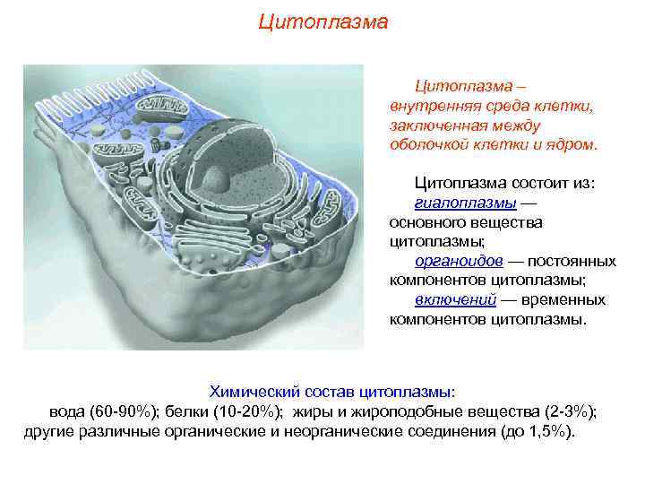      Цитоплазма –     внутренняя среда