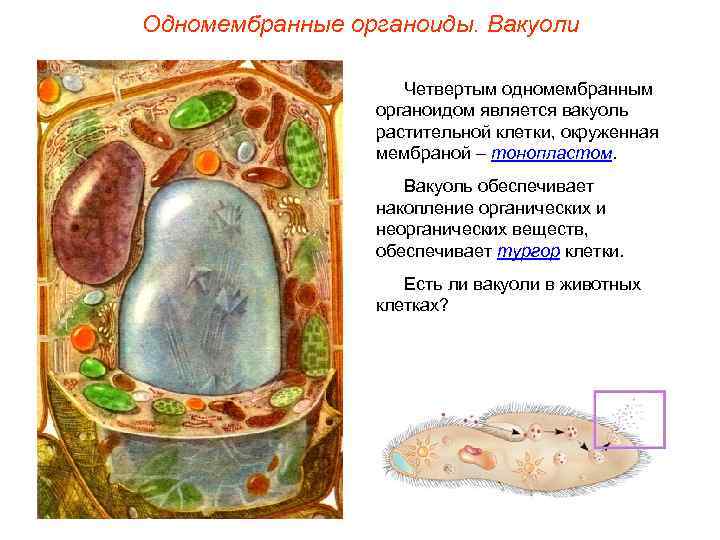 Одномембранные органоиды. Вакуоли     Четвертым одномембранным   органоидом является вакуоль
