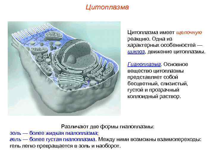      Цитоплазма имеет щелочную      