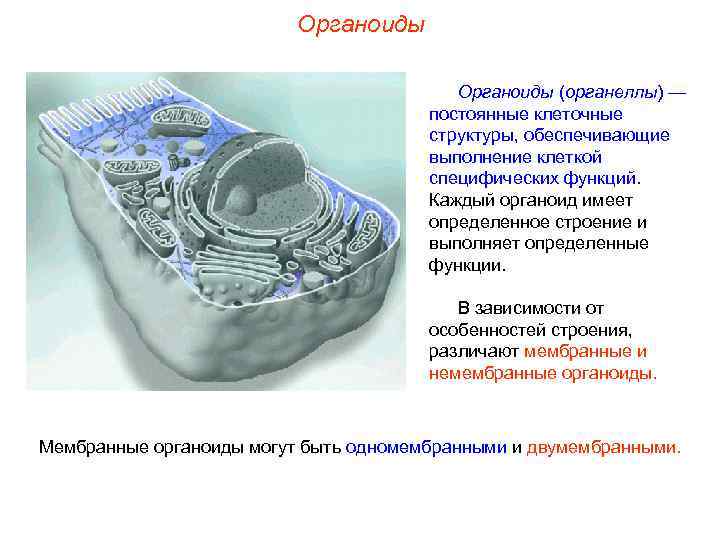      Органоиды (органеллы) —    постоянные клеточные 