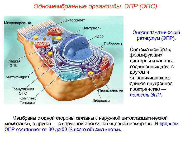   Одномембранные органоиды. ЭПР (ЭПС)     Эндоплазматический   