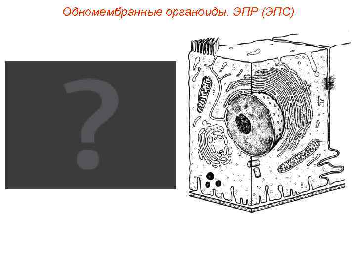Одномембранные органоиды. ЭПР (ЭПС) 