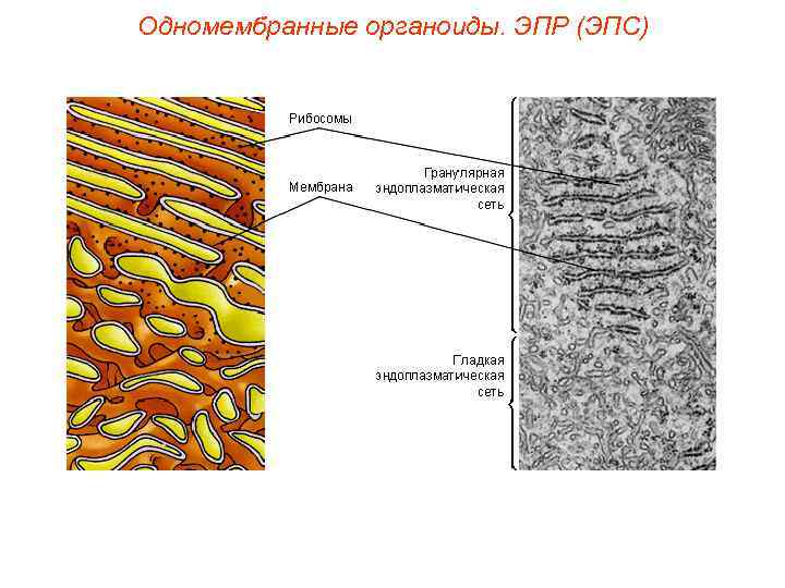 Одномембранные органоиды. ЭПР (ЭПС) 