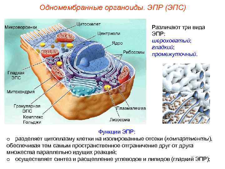   Одномембранные органоиды. ЭПР (ЭПС)     Различают три вида 