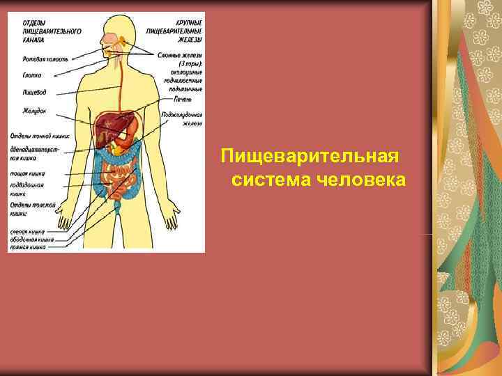 Все системы человека