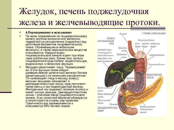 Влияние печени на поджелудочную железу. Пищеварительные железы печень функции. Строение и функции желез пищеварительной системы. Желудок и поджелудочная железа анатомия строение. Пищеварительная система печень поджелудочная железа.