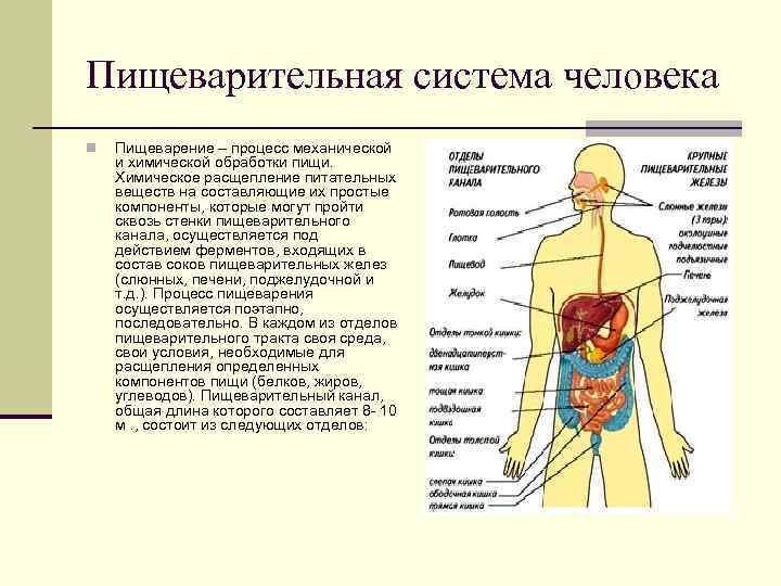 Строение пищеварительной системы человека фото