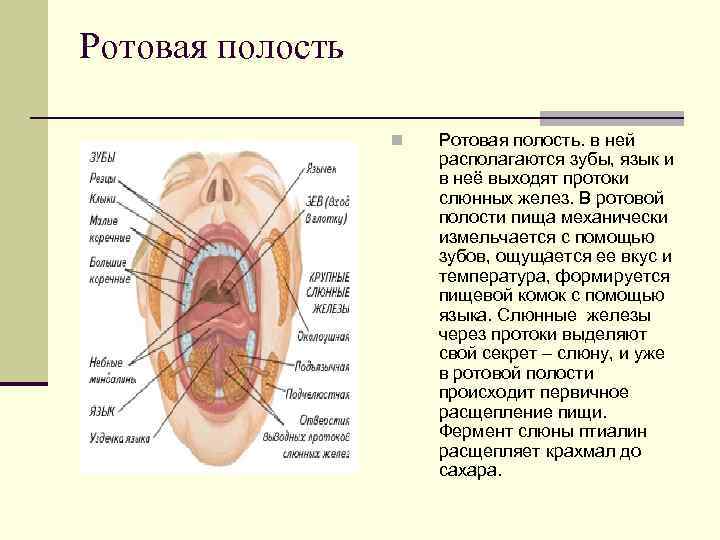 Полость рта схема. Органы ротовой полости человека.