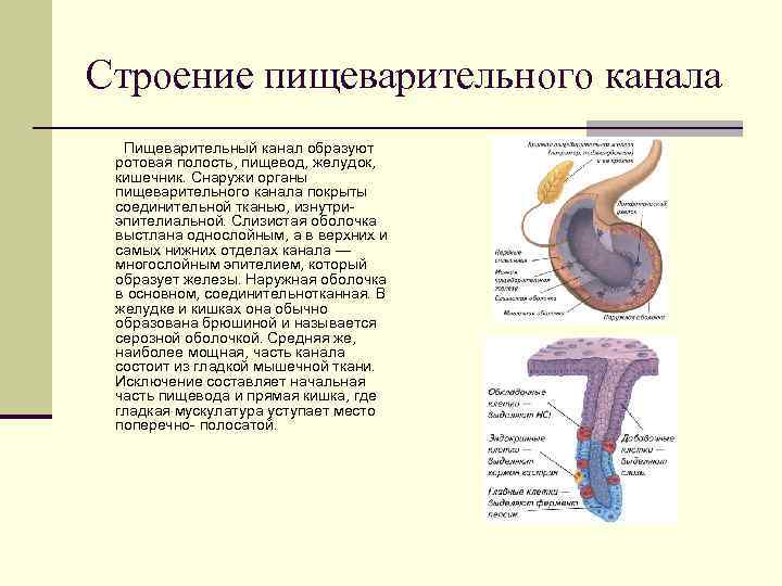 Выстилает полые органы