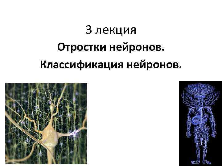 Отросток нейрона. Виды отростков нервных клеток. Отростки нейрона. Третий Нейрон. Нейроны кодируют.