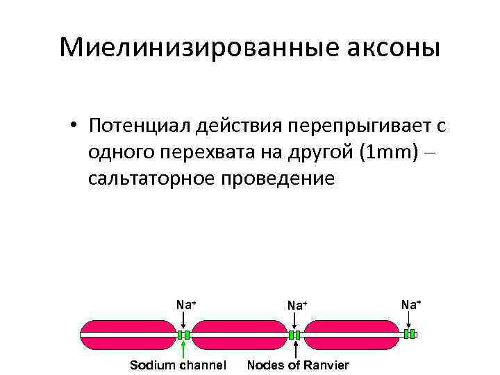 Миелинизированные аксоны • Потенциал действия перепрыгивает с одного перехвата на другой (1 Миелинизированные аксоны • Потенциал действия перепрыгивает с одного перехвата на другой (1