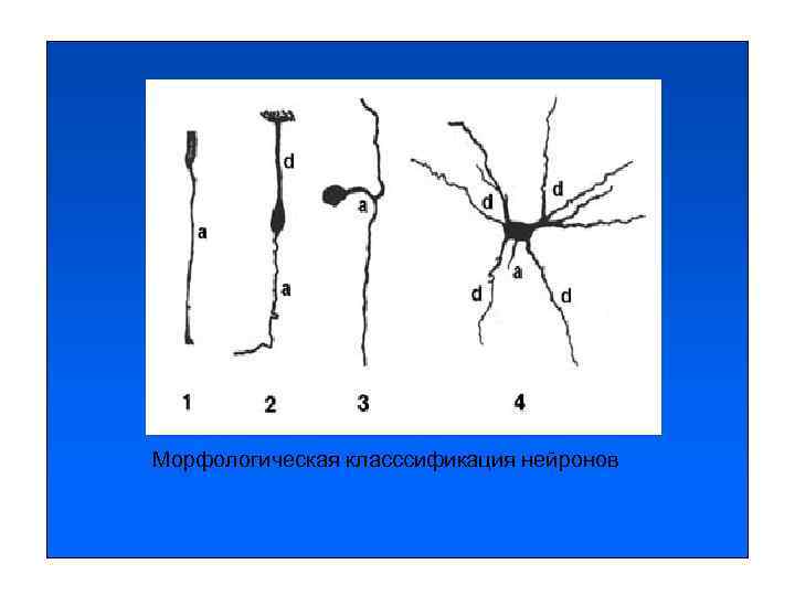 Морфологическая класссификация нейронов Морфологическая класссификация нейронов
