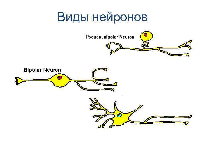 Виды нейронов Виды нейронов