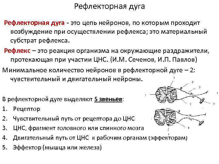 Является ответной реакцией органов растений на раздражители