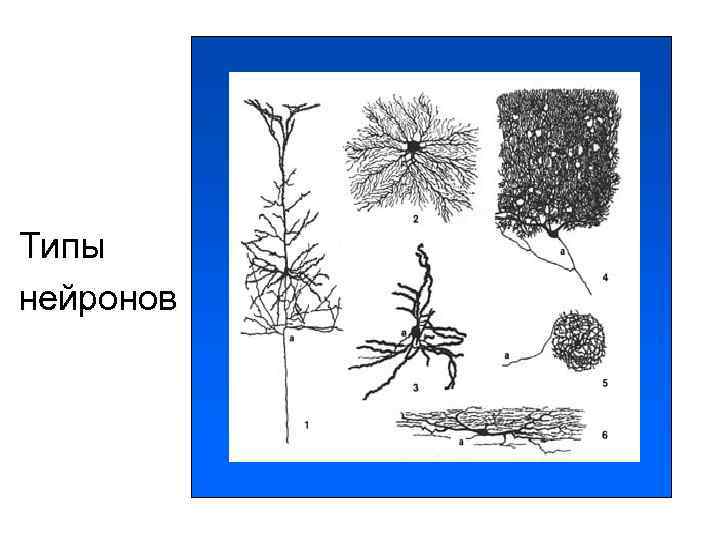 Типы нейронов Типы нейронов