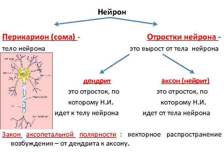 Отросток нейрона. Строение нейрона перикарион. Перикарион строение. Строение перикарниона нейрона. Перикарионы нейронов это.