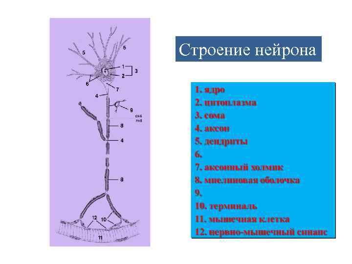 Строение нейрона Строение нейрона