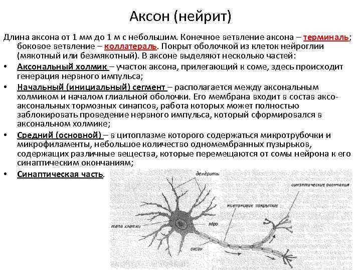 Роза пауль нейрон фото и описание