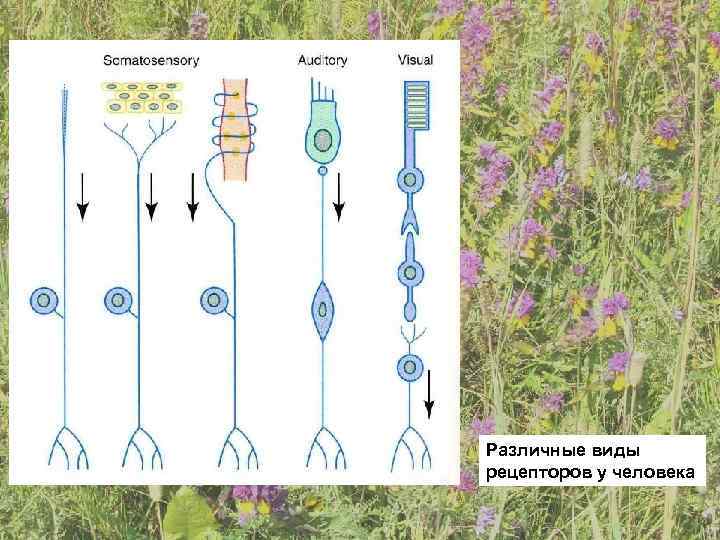 Различные виды рецепторов у человека 