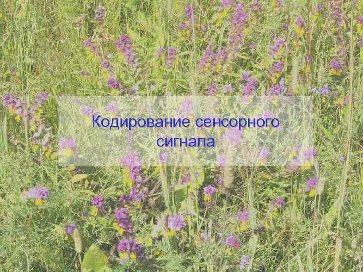Кодирование сенсорного  сигнала 