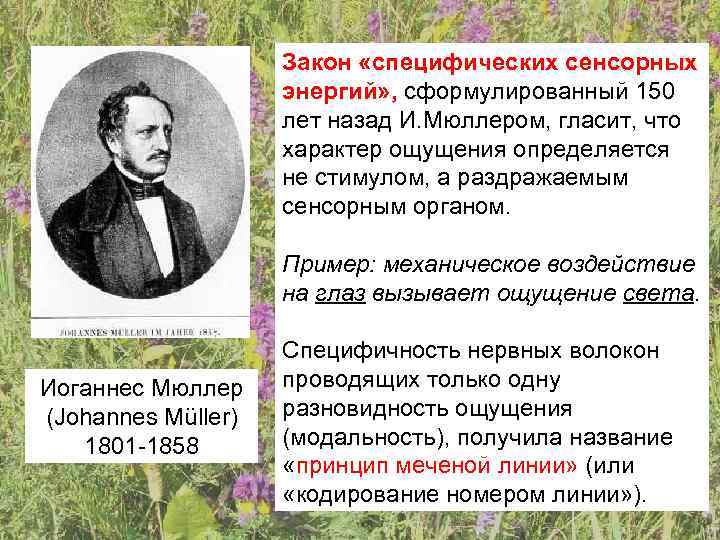     Закон «специфических сенсорных     энергий» , сформулированный