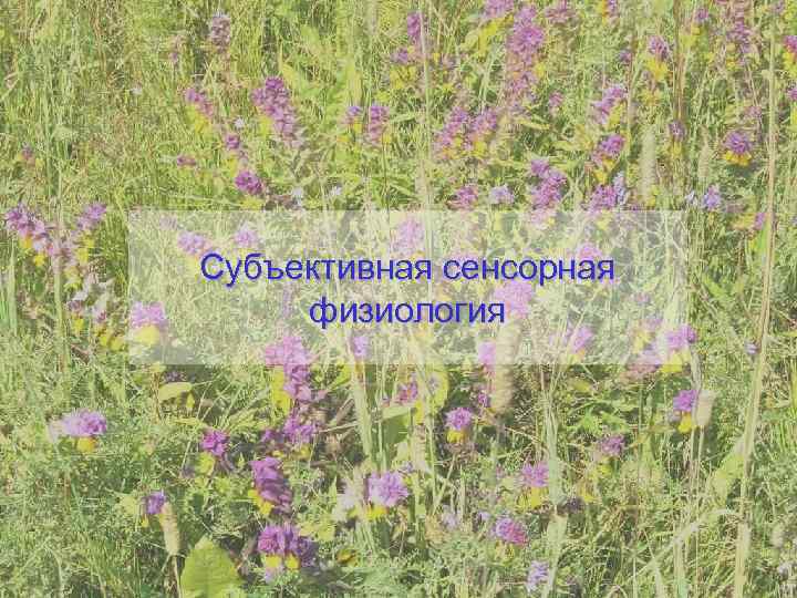 Субъективная сенсорная физиология 