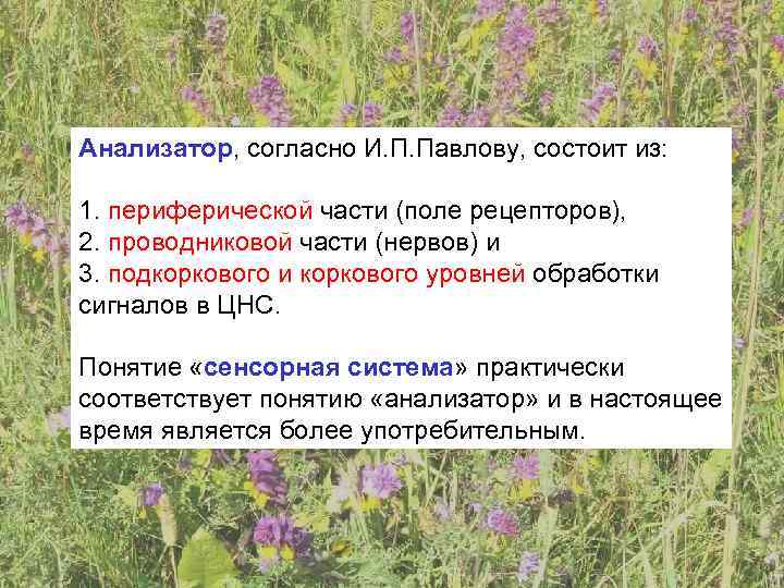 Анализатор, согласно И. П. Павлову, состоит из:  1. периферической части (поле рецепторов), 2.