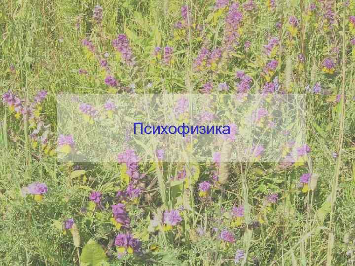 Психофизика 