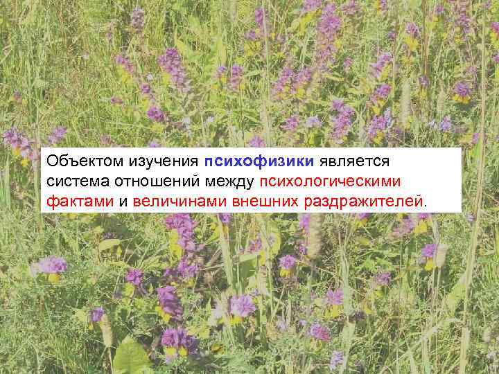 Объектом изучения психофизики является система отношений между психологическими фактами и величинами внешних раздражителей. 