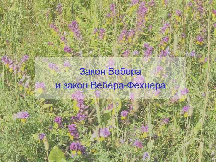  Закон Вебера и закон Вебера-Фехнера 