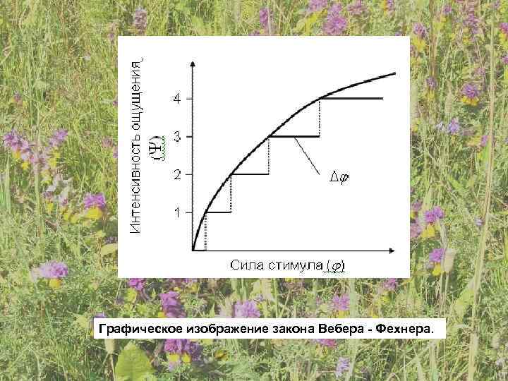 Графическое изображение закона Вебера - Фехнера. 