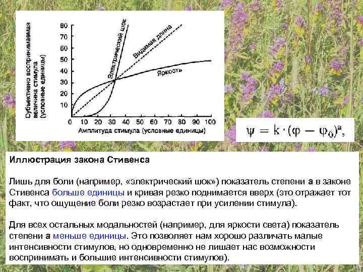 Иллюстрация закона Стивенса Лишь для боли (например,  «электрический шок» ) показатель степени а