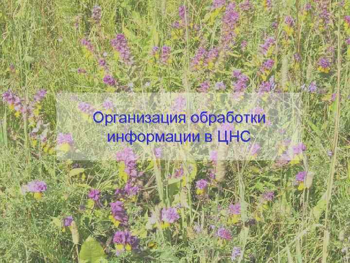 Организация обработки информации в ЦНС 