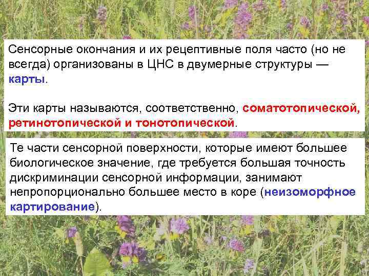 Сенсорные окончания и их рецептивные поля часто (но не всегда) организованы в ЦНС в