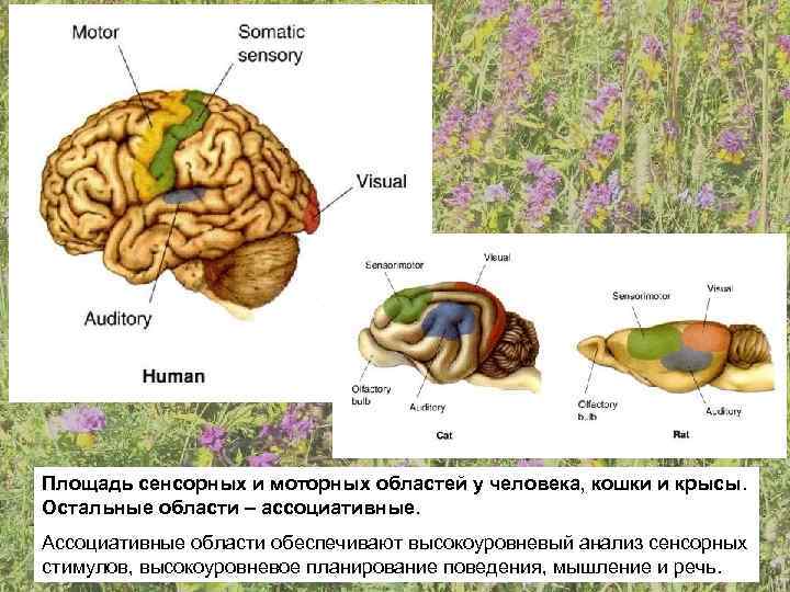 Площадь сенсорных и моторных областей у человека, кошки и крысы. Остальные области – ассоциативные.