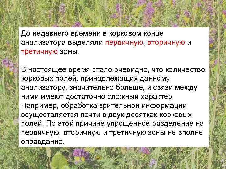 До недавнего времени в корковом конце анализатора выделяли первичную, вторичную и третичную зоны. 