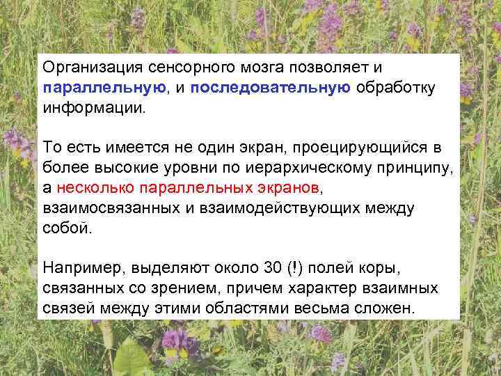 Организация сенсорного мозга позволяет и параллельную, и последовательную обработку информации.  То есть имеется