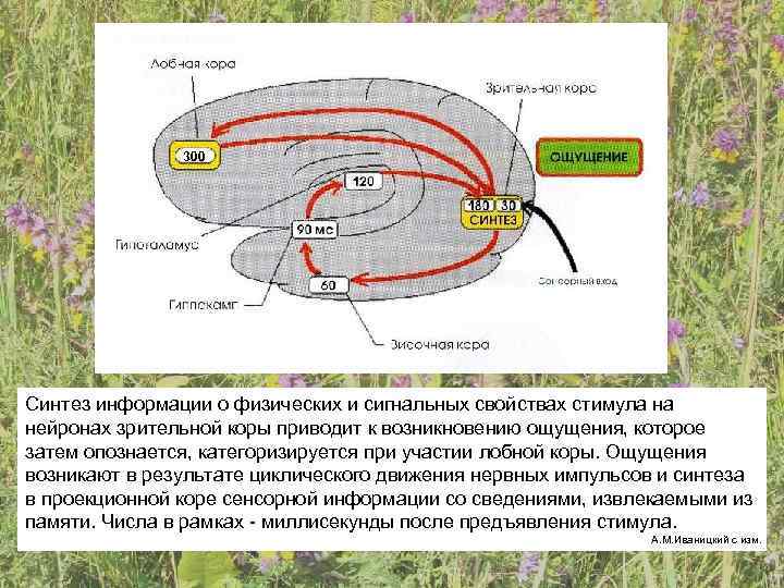     300 Синтез информации о физических и сигнальных свойствах стимула на