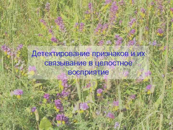 Детектирование признаков и их  связывание в целостное   восприятие 
