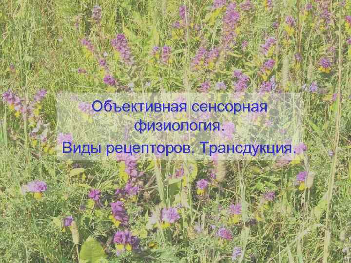   Объективная сенсорная   физиология. Виды рецепторов. Трансдукция. 