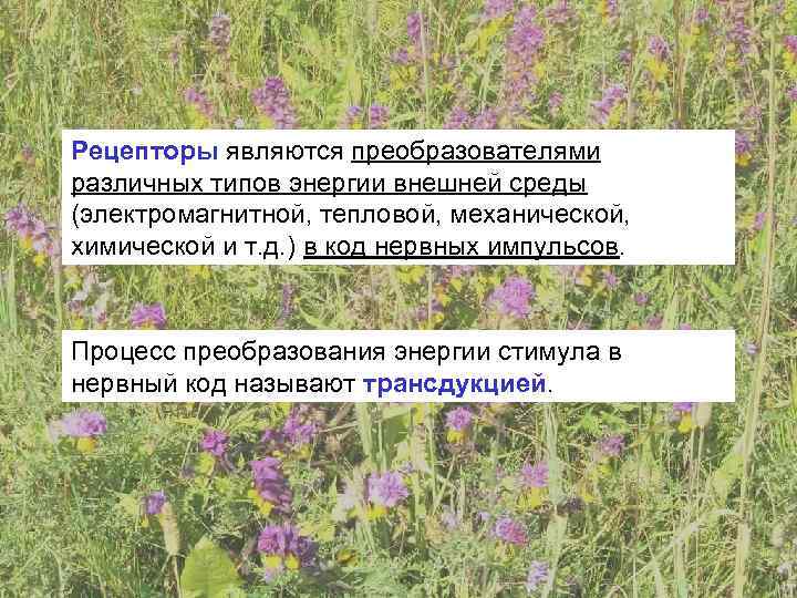Рецепторы являются преобразователями различных типов энергии внешней среды (электромагнитной, тепловой, механической, химической и т.