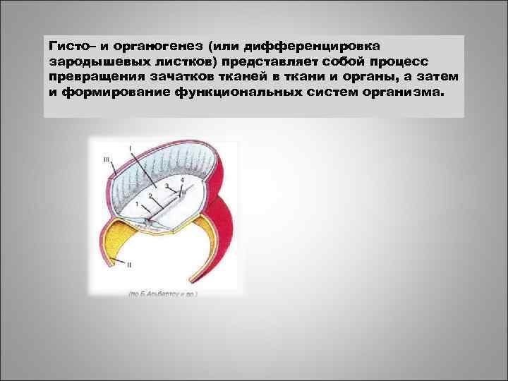 Гисто– и органогенез (или дифференцировка зародышевых листков) представляет собой процесс превращения зачатков тканей в