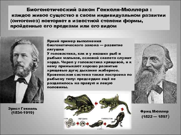   Биогенетический закон Геккеля-Мюллера :  каждое живое существо в своем индивидуальном развитии